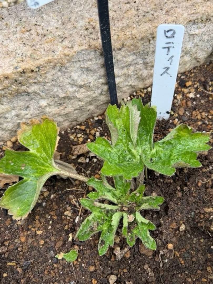 ラナンキュラスラックス苗、ロティス、ラベル付き 2026年最新】ラナンキュラス ラックス ロティスの人気アイテム - メルカリ