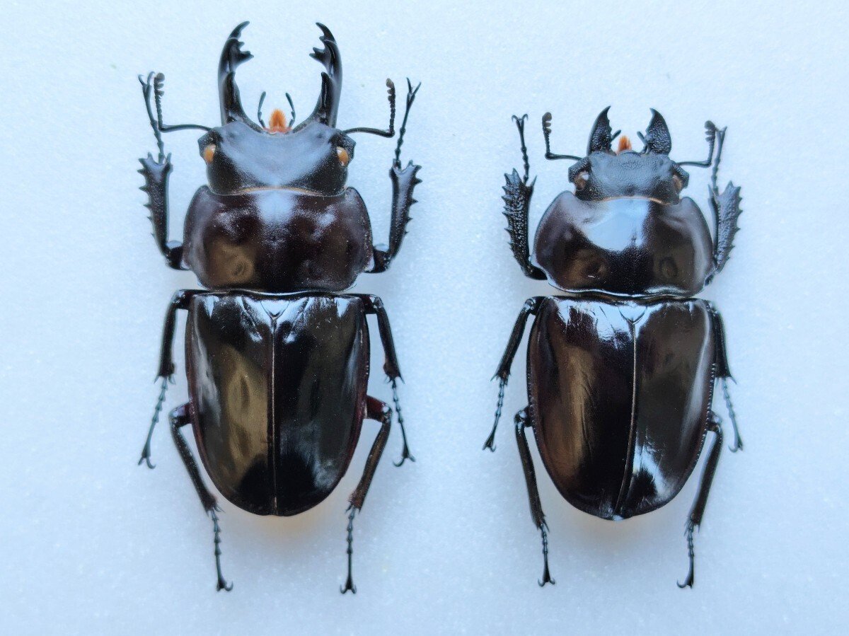 Yahoo!オークション -「ヤエヤママルバネクワガタ」(ペット、生き物