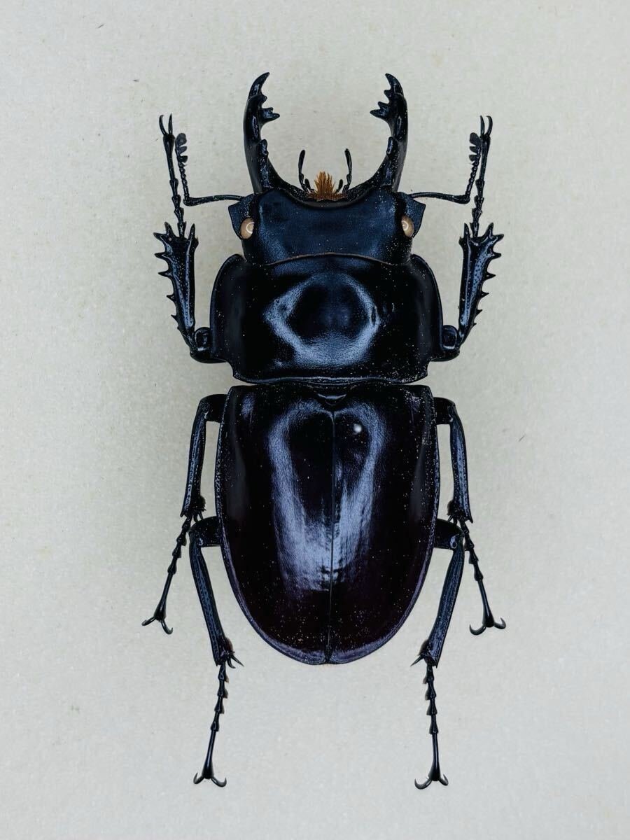 Yahoo!オークション -「マルバネクワガタ標本」(その他) (虫類)の落札