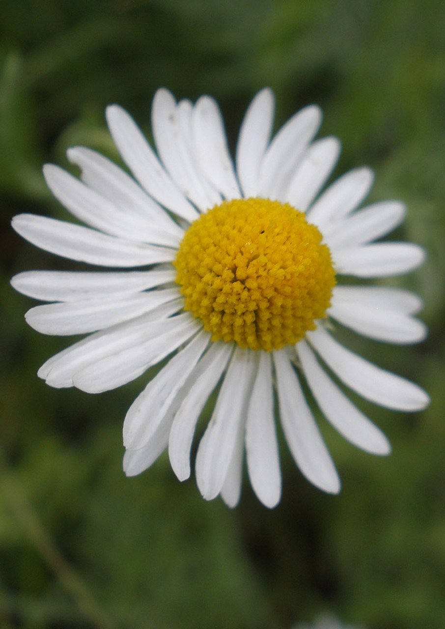 Lazy Daisy | Native American Seed